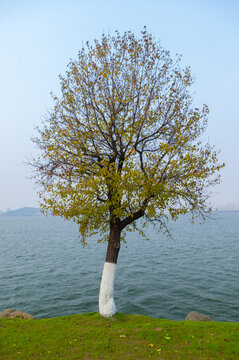 武汉东湖风景区深秋风光