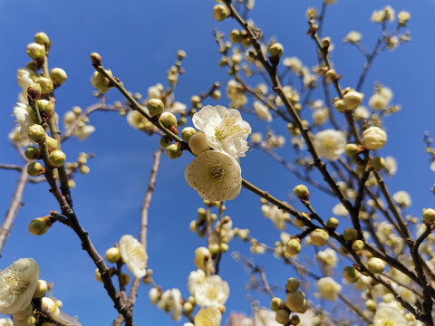 白梅花