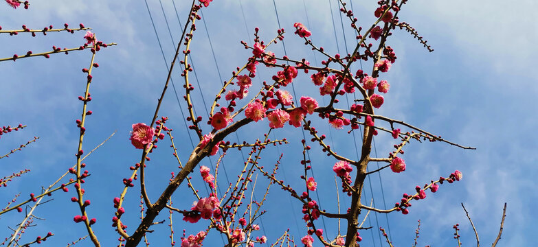 红梅花