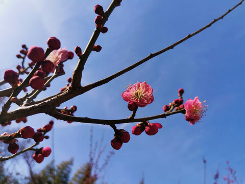 红梅报春