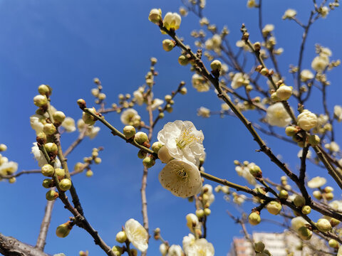 白梅花