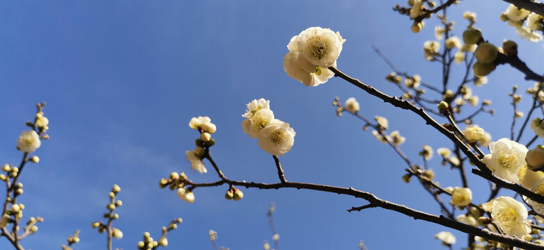 白梅花