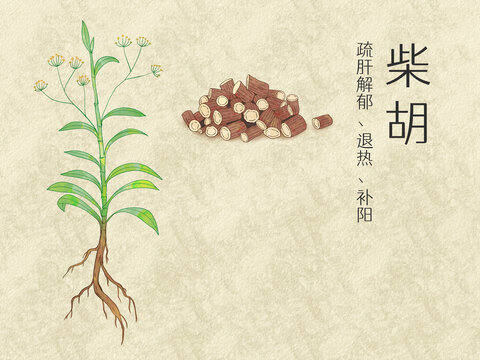 手繪水彩中藥藥材柴胡插畫