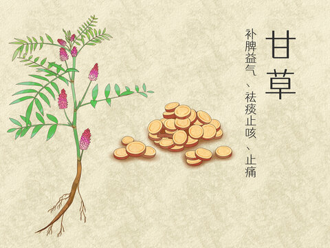 手繪水彩中藥藥材甘草插畫