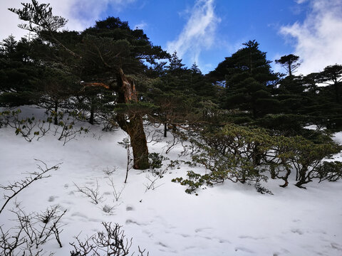 雪地里的松树