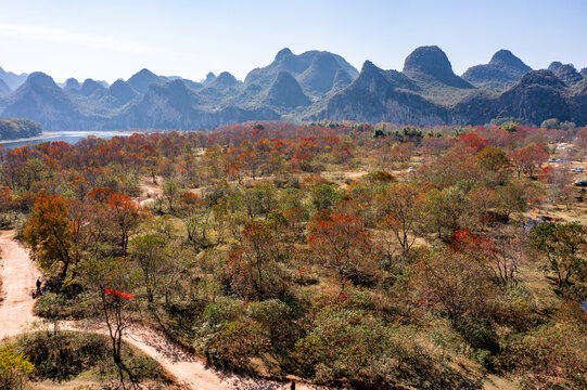 广西桂林竹江乌桕滩景区红叶