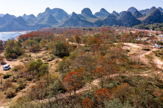 广西桂林竹江乌桕滩景区红叶