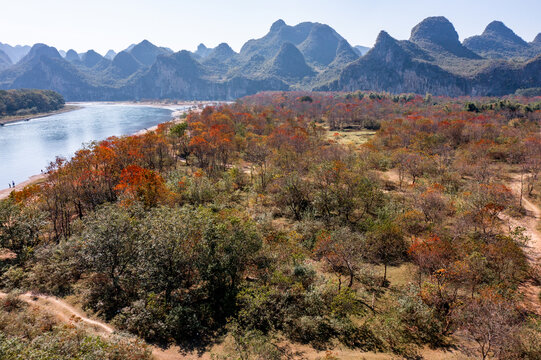 广西桂林雁山竹江乌桕滩红叶