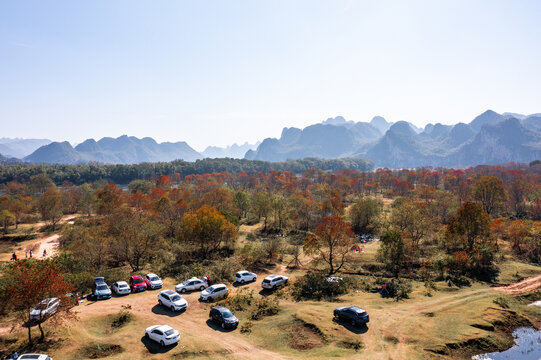 广西桂林雁山竹江乌桕滩红叶