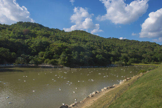 乡村养鸭场山水风景