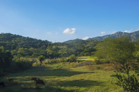 闽南乡村田园风景