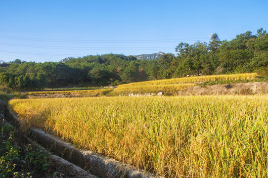 旱稻田野