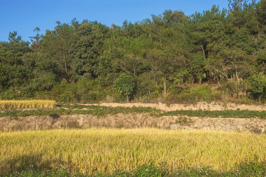 山林稻田风景