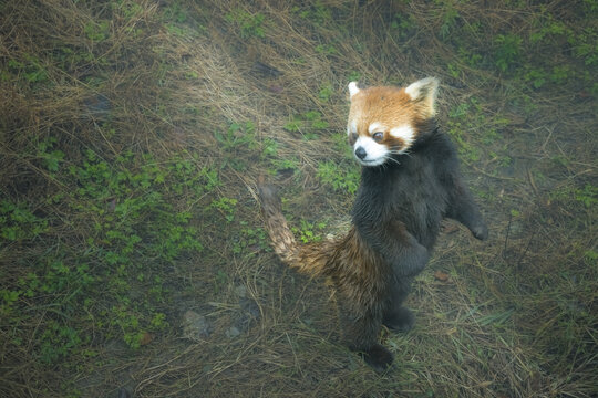 小熊猫