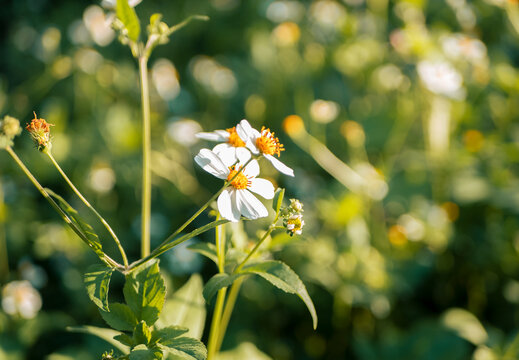 鬼针草