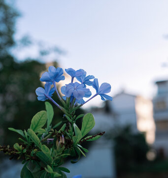 蓝雪花