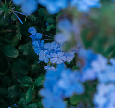 藍(lán)雪花