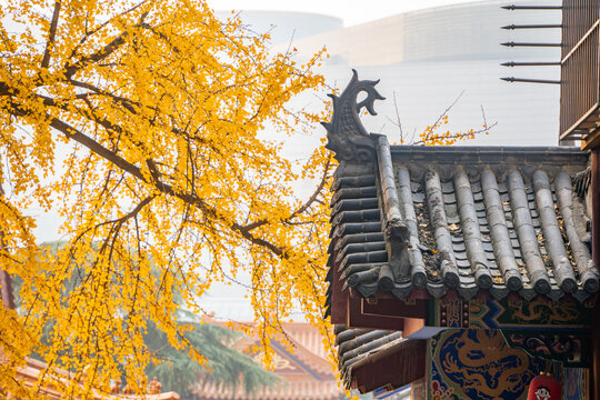 武汉秋天秋景宝通寺银杏