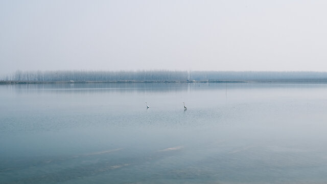 湖中的白鹭