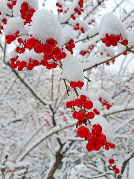 雪中红豆