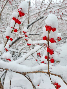 雪中红豆