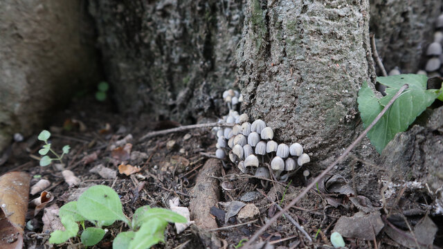 野蘑菇