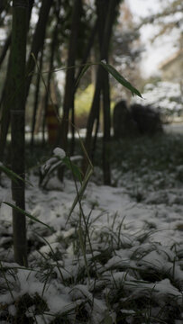 雪落草地