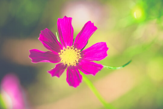 粉色格桑花素材