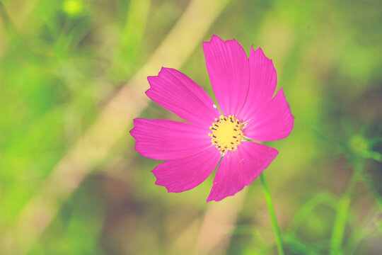 深粉色格桑花波斯菊