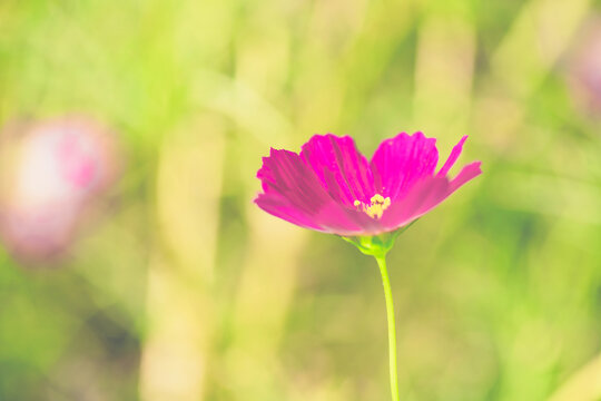 盛开的粉色波斯菊图片