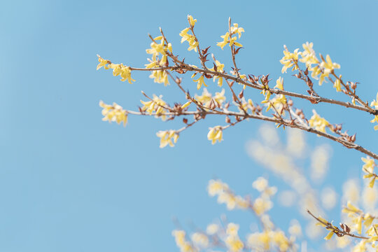 春天盛开樱花清新图片