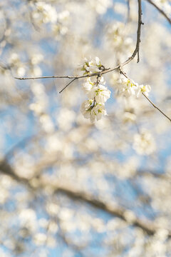 春夏盛开的梨花图片