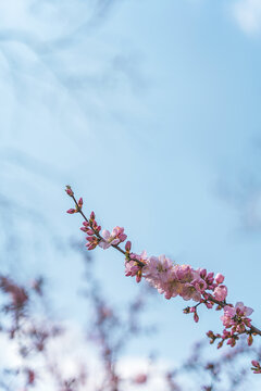 蓝天下的粉色山桃花
