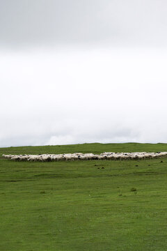 雨后草原上的羊群