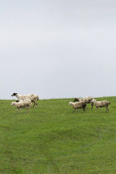 雨后草原上的羊
