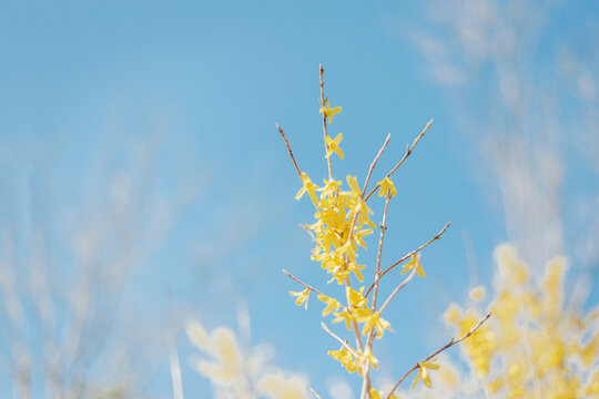 盛夏阳光里的枝头花朵