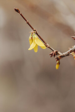 一颗枝头开放的黄花