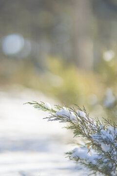 冬天户外积雪植物温暖素材