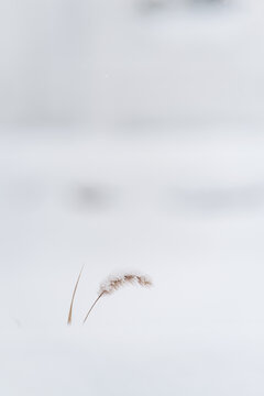 大雪中的狗尾巴草图片