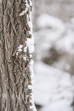 冬天白雪积压的树皮