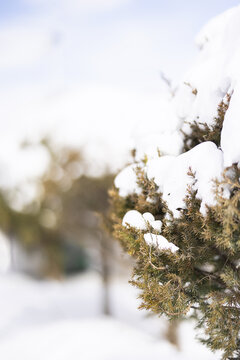 冬季雪后的松树绿植