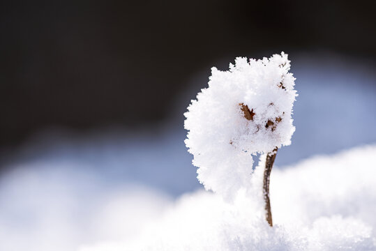 冬季结满冰雪的植物