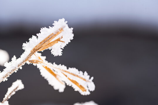 冬天结满冰雪的野草