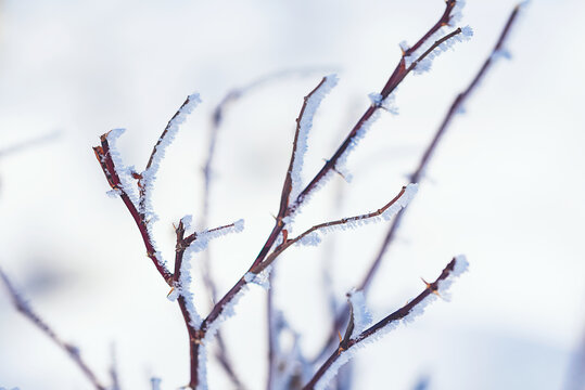 户外冬季挂满冰雪的树枝