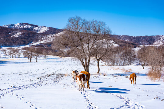 冬天户外放牧人与牛