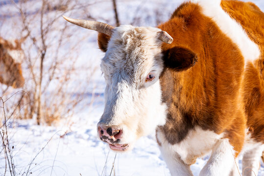 冬天野外的牛头特写