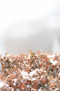 冬天白雪覆盖的园艺草丛