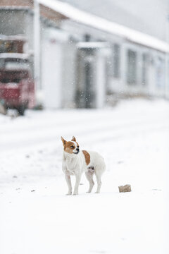 冬季户外道路上的小狗