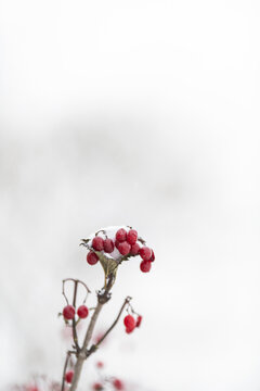冬天大雪中的红山果