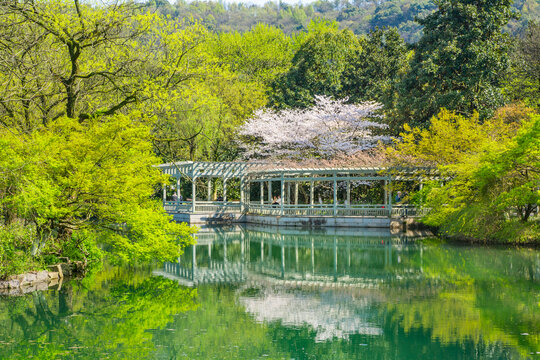 杭州西湖春景